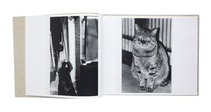 Daido Moriyama - Stray Cats