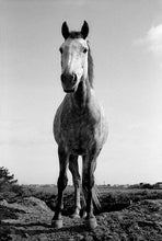 Load image into Gallery viewer, JANE EVELYN ATWOOD - HORSES