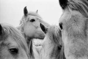 JANE EVELYN ATWOOD - HORSES