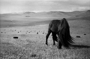 JANE EVELYN ATWOOD - HORSES