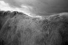 Load image into Gallery viewer, JANE EVELYN ATWOOD - HORSES